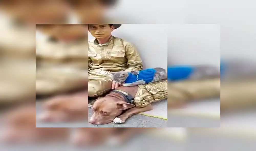 En Facebook, un joven sorprendió a los transeúntes al unir a los animales como grandes amigos en plena calle. En Facebook, un joven sorprendió a los transeúntes al unir a los animales como grandes amigos en plena calle.