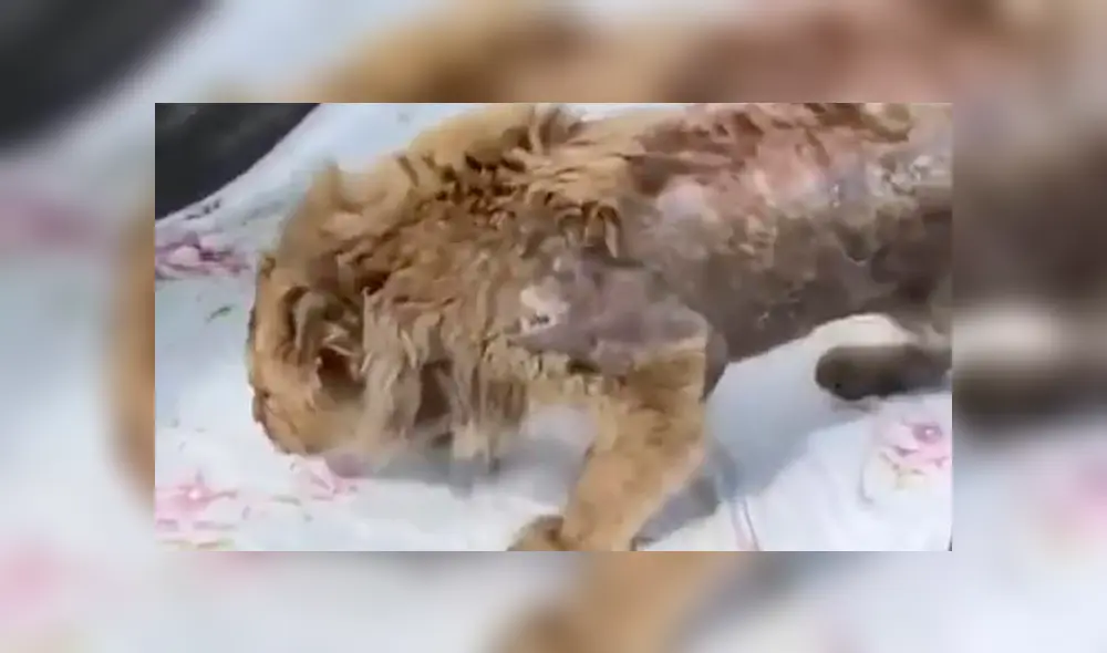 Simba empieza a dar sus primeros pasos tras pasar por una cirugía dolorosa. Foto: Dayli Mail