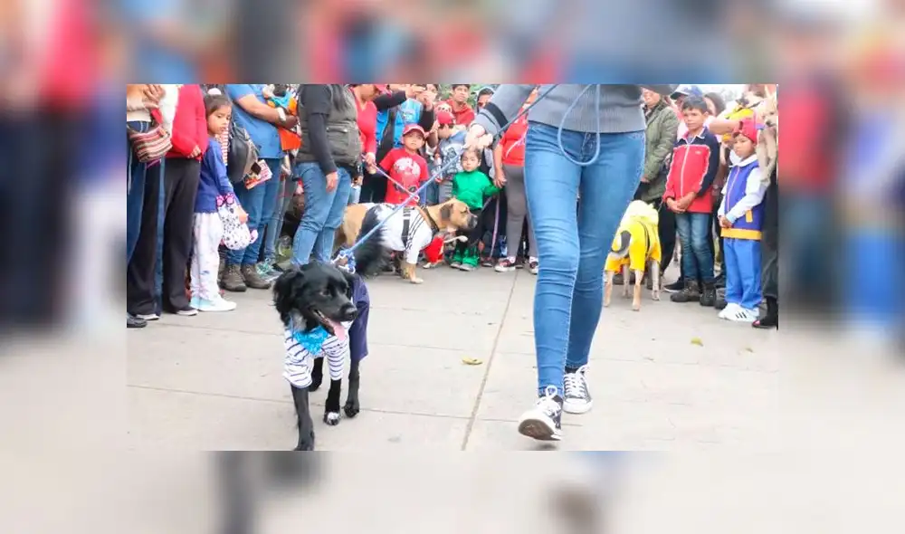 Mascotas podrán participar de caminata y maratón 