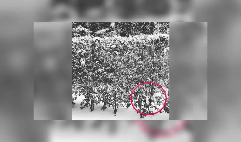 Desliza las fotografías para ver la solución de este nuevo reto visual que casi nadie puede superar. Foto: Dudolf.com