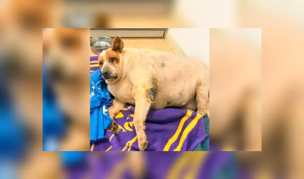 Facebook viral: perro fue abandonado por su sobrepeso, una mujer lo adopta y luego de meses luce así Facebook viral: perro fue abandonado por su sobrepeso, una mujer lo adopta y luego de meses luce así
