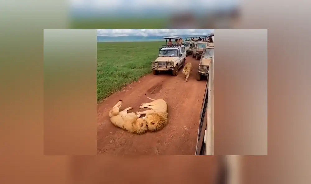 Desliza hacia la izquierda para ver la emotiva escena de los leones que son virales en YouTube. Desliza hacia la izquierda para ver la emotiva escena de los leones que son virales en YouTube.