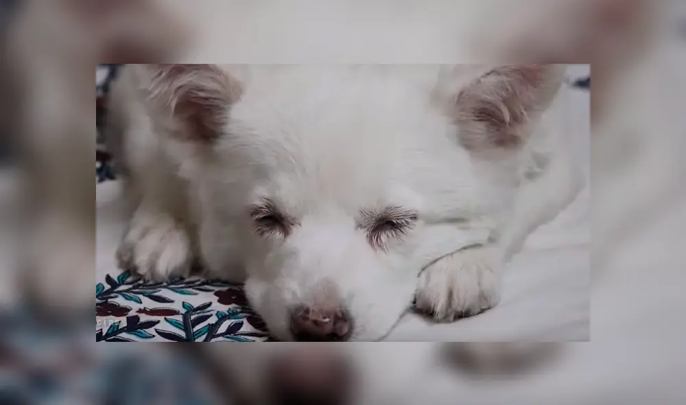 YouTube viral: pensó que su pequeña mascota era un perro, al conocer la verdad queda aterrada [VIDEO]