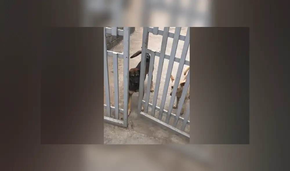 Desliza hacia la izquierda para ver las imágenes del viral de Facebook. Foto: Captura. Desliza hacia la izquierda para ver las imágenes del viral de Facebook. Foto: Captura.