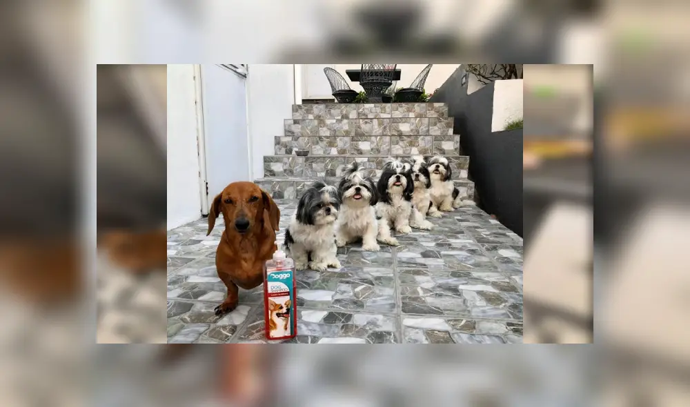 Desliza a la izquierda para ver más imágenes de estos obedientes cachorros que son virales en Facebook. Desliza a la izquierda para ver más imágenes de estos obedientes cachorros que son virales en Facebook.