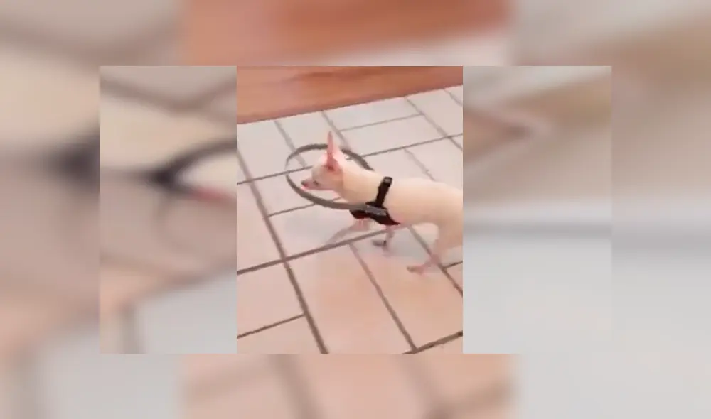 En YouTube, un joven adoraba a su perro y le confeccionó un collarín especial para que pueda caminar con normalidad. En YouTube, un joven adoraba a su perro y le confeccionó un collarín especial para que pueda caminar con normalidad.