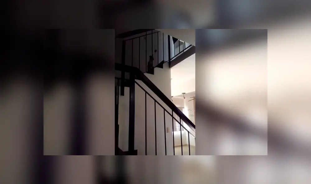 Desliza las imágenes para conocer el inesperado comportamiento de un perro al ser víctima de una broma.