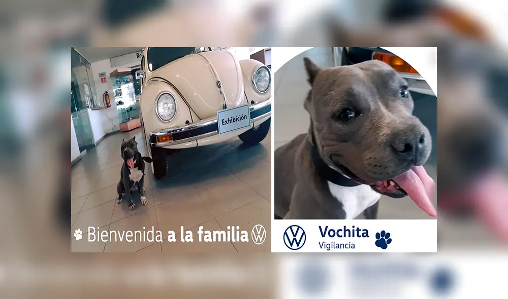 Desliza las imágenes para conocer la historia de Vochita, una perrita adoptada por una empresa de autos. Foto: Captura. Desliza las imágenes para conocer la historia de Vochita, una perrita adoptada por una empresa de autos. Foto: Captura.