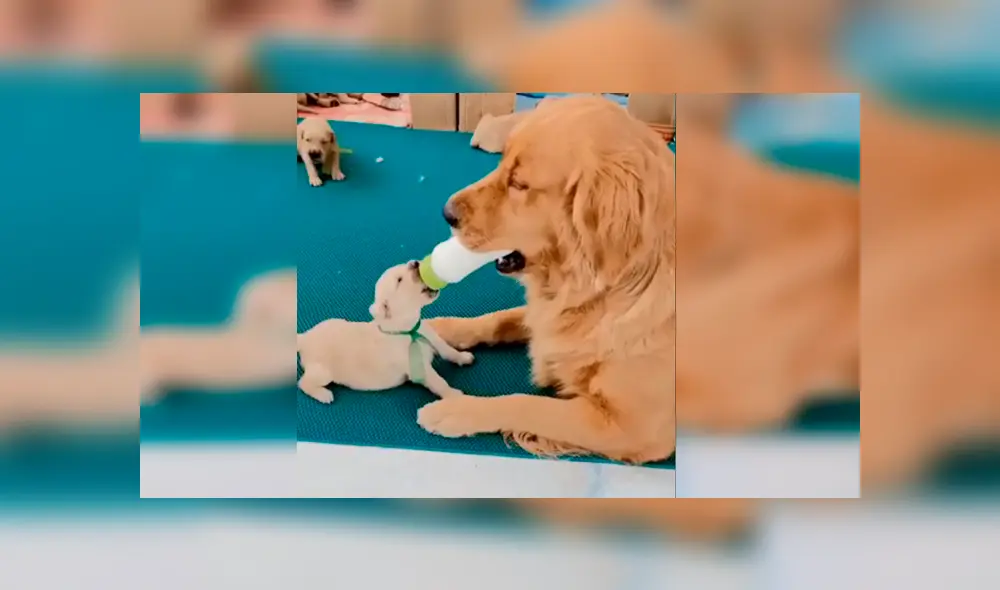Desliza las imágenes hacia la izquierda para conocer el amoroso momento entre una perrita y sus crías. Foto: Captura. Desliza las imágenes hacia la izquierda para conocer el amoroso momento entre una perrita y sus crías. Foto: Captura.