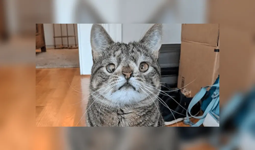 Maya es una gatita famosa en las redes sociales.