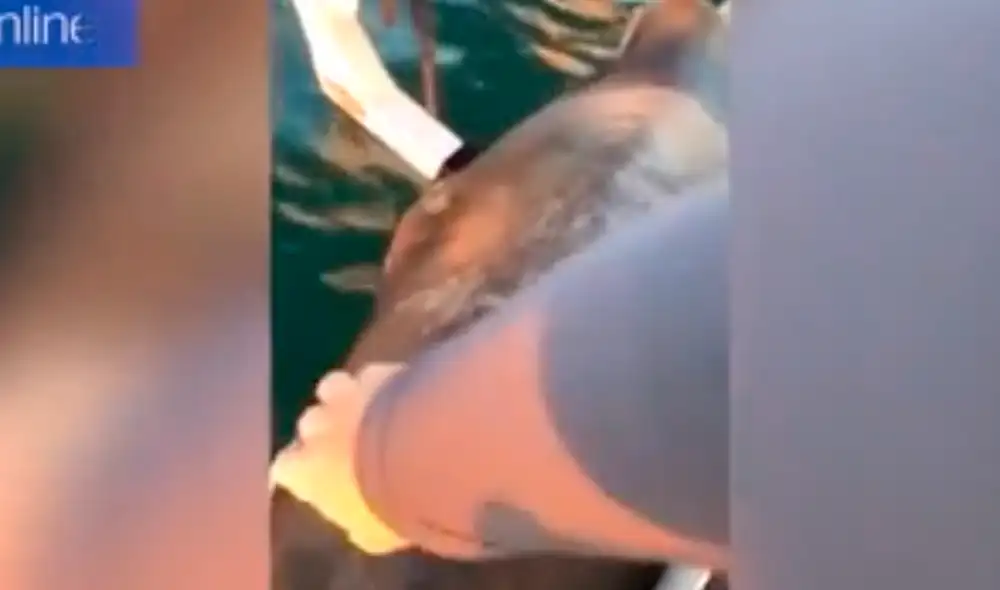 El animal no desvió su vista del joven que lo había intentado acariciar. Foto: Daily Mail El animal no desvió su vista del joven que lo había intentado acariciar. Foto: Daily Mail