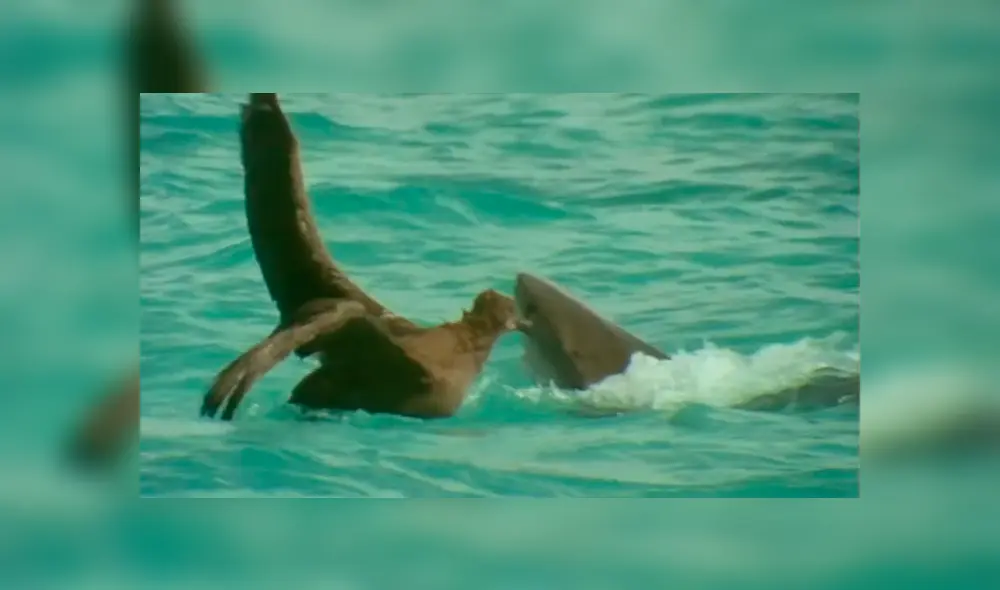 Feroz tiburón lucha a muerte contra enorme ave para devorarla y batalla tiene inesperado final [VIDEO]