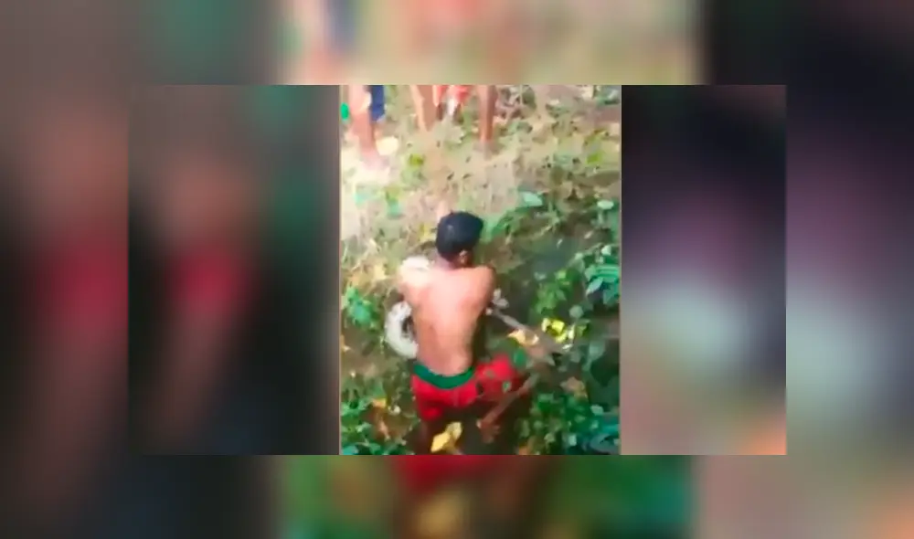 Desliza hacia la izquierda para ver el momento en que un osado hombre atrapa a una serpiente pitón, escena viral de YouTube. Desliza hacia la izquierda para ver el momento en que un osado hombre atrapa a una serpiente pitón, escena viral de YouTube.