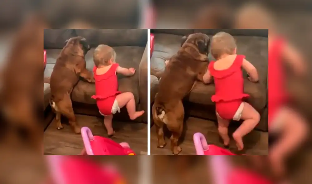 Video es viral en Facebook. La mamá de la bebé grabó el curioso episodio que protagonizó la menor junto a su mascota tras imitar los graciosos movimientos de esta Video es viral en Facebook. La mamá de la bebé grabó el curioso episodio que protagonizó la menor junto a su mascota tras imitar los graciosos movimientos de esta