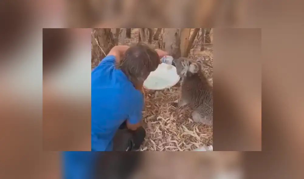 YouTube viral: felicitan a hombre que le dio agua a koala sediento víctima de la ola de calor [VIDEO]