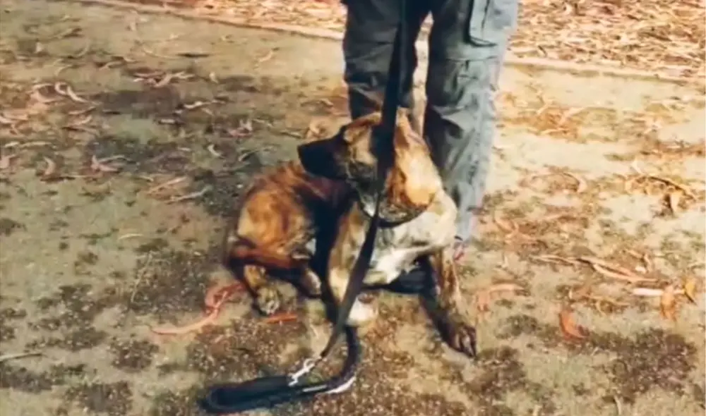 Desliza las imágenes para conocer la historia de un perro que sufrió maltratos, pero felizmente recibió ayuda. Foto: Captura de Facebook Desliza las imágenes para conocer la historia de un perro que sufrió maltratos, pero felizmente recibió ayuda. Foto: Captura de Facebook