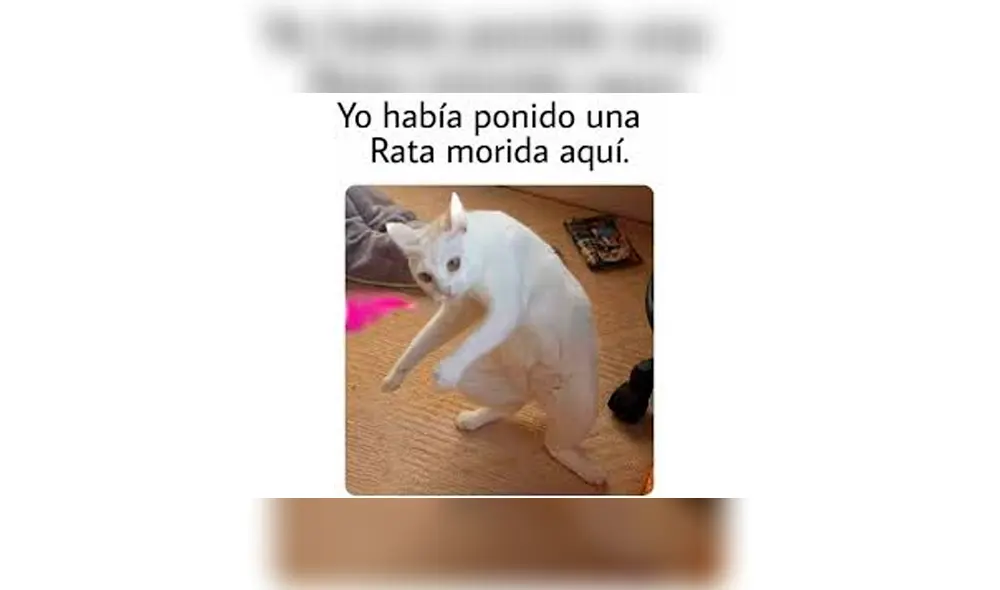 Los memes por el Día Internacional del Gato. Los memes por el Día Internacional del Gato.