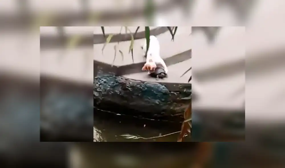 Vía Facebook. El gato se percató del esfuerzo del reptil por bajar unas gradas e intentó ayudarla protagonizando un curioso desenlace que ha causado diversas reacciones