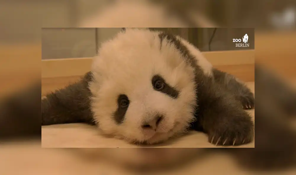 Bebé panda intenta dormir, pero tierno ataque de hipo se lo impide [VIDEO]