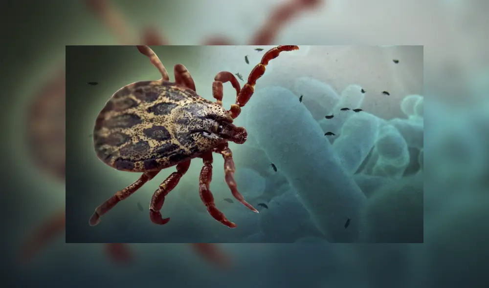 Los especialistas explican que el el contagio puede ser por contacto a través de sangre y secreciones mucosas
Foto: Associated Press