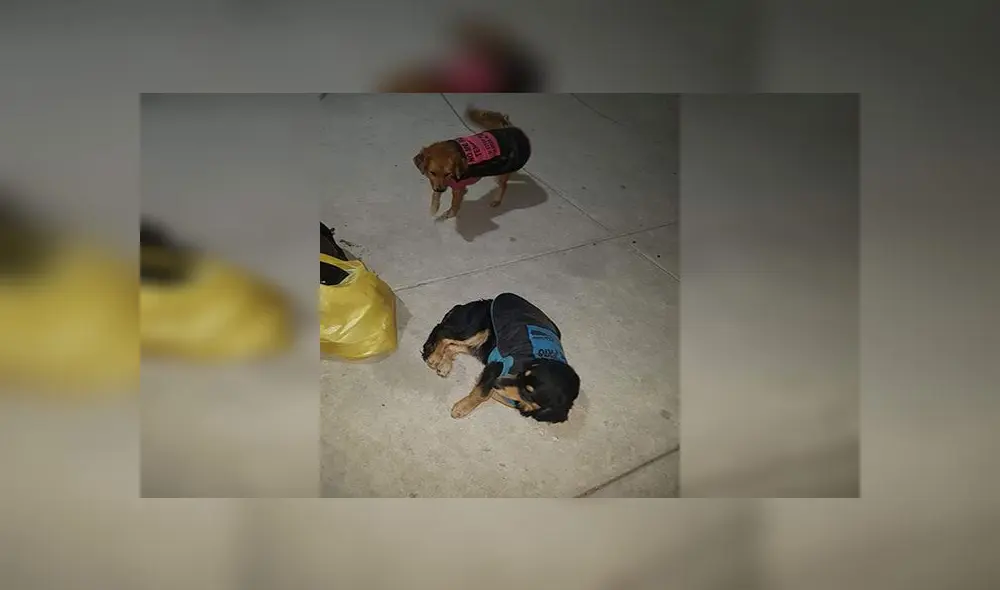 Joven crea iniciativa para abrigar a perros callejeros [VIDEO]