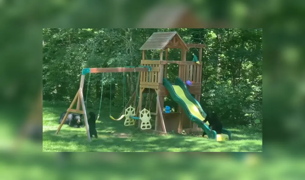 La familia de osos fue captada jugando en el jardín de una casa. Foto: YouTube