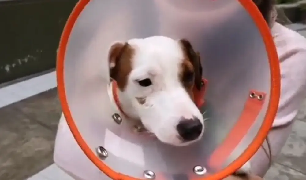 Foto: Captura. Foto: Captura.