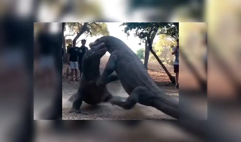 YouTube: La épica batalla entre feroces dragones de komodo que han sorprendido a todos [VIDEO]