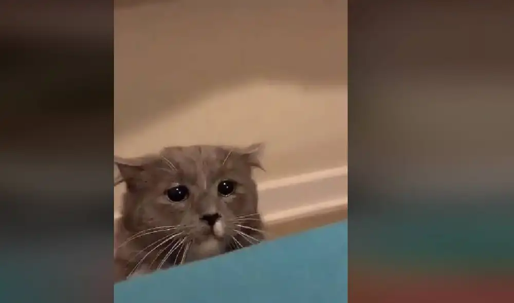 Desliza para ver la secuencia del nuevo viral de TikTok. Foto: Captura/TikTok/@coni_chasconi Desliza para ver la secuencia del nuevo viral de TikTok. Foto: Captura/TikTok/@coni_chasconi