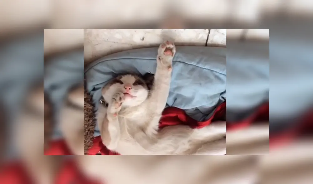 Facebook viral: chica quería bañar a su gato, pero este le responde con un rotundo “no” [VIDEO]