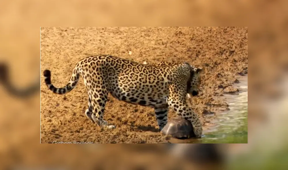 El hambriento felino sorprendió repentinamente a la tortuga y esta no tuvo más escapatoria que usar una peculiar táctica para protegerse del feroz animal El hambriento felino sorprendió repentinamente a la tortuga y esta no tuvo más escapatoria que usar una peculiar táctica para protegerse del feroz animal