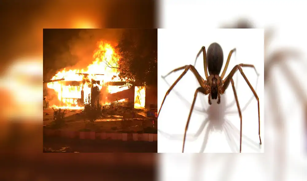 YouTube: intentó matar a una araña con un soplete, acabó quemando su casa [VIDEO] 