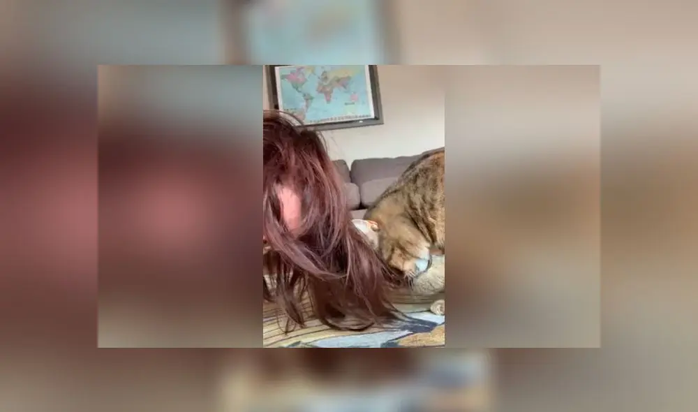 Desliza las imágenes para ver el peculiar comportamiento que tuvo un gatito al ve que su dueña tenía el cabello sucio. Foto: Captura Desliza las imágenes para ver el peculiar comportamiento que tuvo un gatito al ve que su dueña tenía el cabello sucio. Foto: Captura