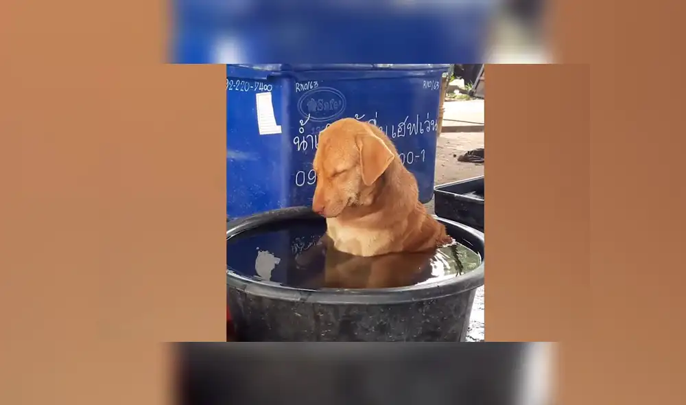 Facebook viral: perro se queda profundamente dormido en medio de su baño y desata ternura en redes