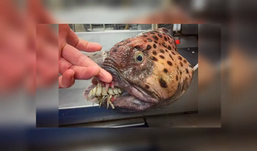 10 extrañas criaturas capturadas en el fondo del mar cuyo aspecto asusta a todos [FOTOS]