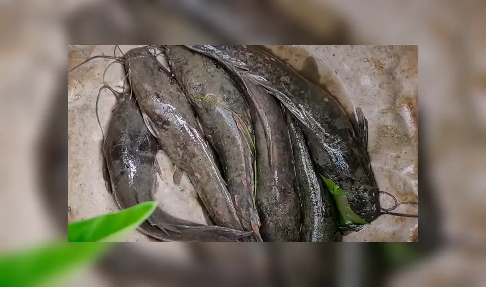 En Facebook, un pescador compartió el misterioso hallazgo que hizo dentro de un hoyo de barro. En Facebook, un pescador compartió el misterioso hallazgo que hizo dentro de un hoyo de barro.