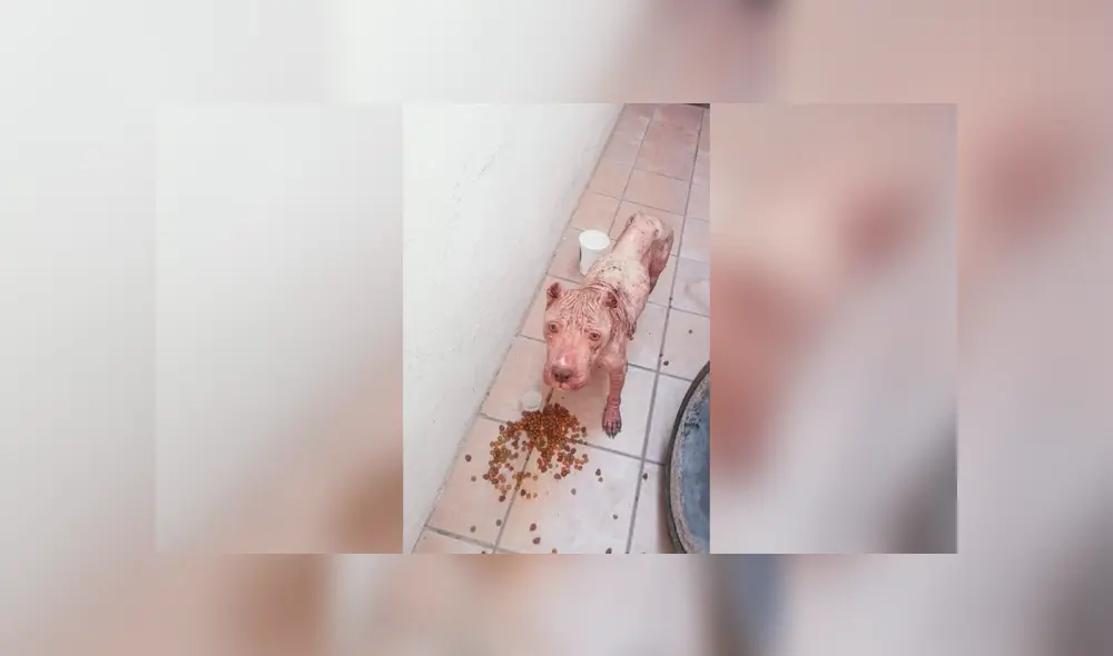 Desliza las imágenes hacia la izquierda para apreciar el terrible maltrato que vivió un perro callejero. Desliza las imágenes hacia la izquierda para apreciar el terrible maltrato que vivió un perro callejero.