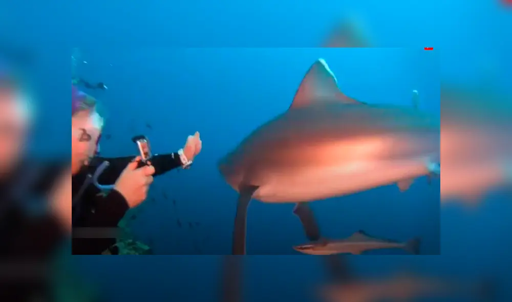 Hambriento tiburón se acerca a buceadora para devorar su cámara y recibe un puñetazo [VIDEO] 