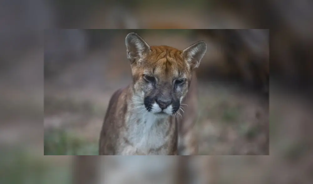 Cachorros fueron liberados en el 2019 y se les diagnóstico varios problemas de salud. (Foto: Municipalidad de Lima) Cachorros fueron liberados en el 2019 y se les diagnóstico varios problemas de salud. (Foto: Municipalidad de Lima)