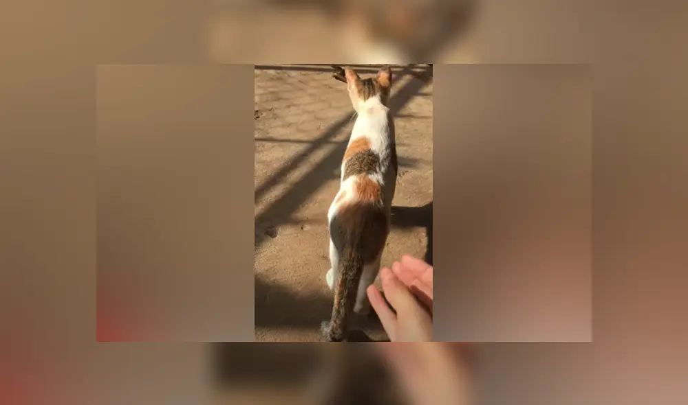 Desliza hacia la izquierda para ver las imágenes del viral del gato. Foto: Captura.