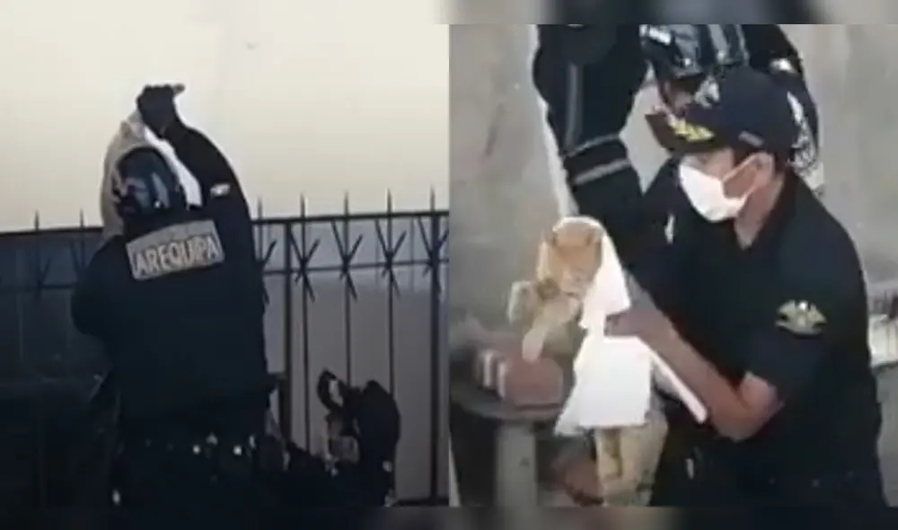 Serenos en Arequipa fueron al rescate de gatito que terminó herido durante cuarentena. Serenos en Arequipa fueron al rescate de gatito que terminó herido durante cuarentena.