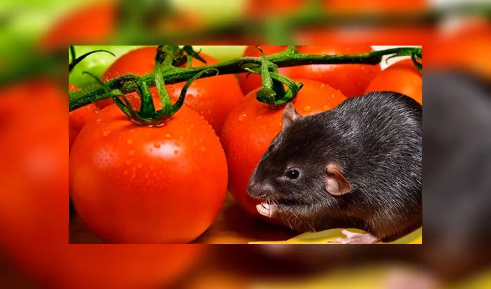 Mujer afirma que encontró una rata en un envase de puré de tomate [FOTOS]