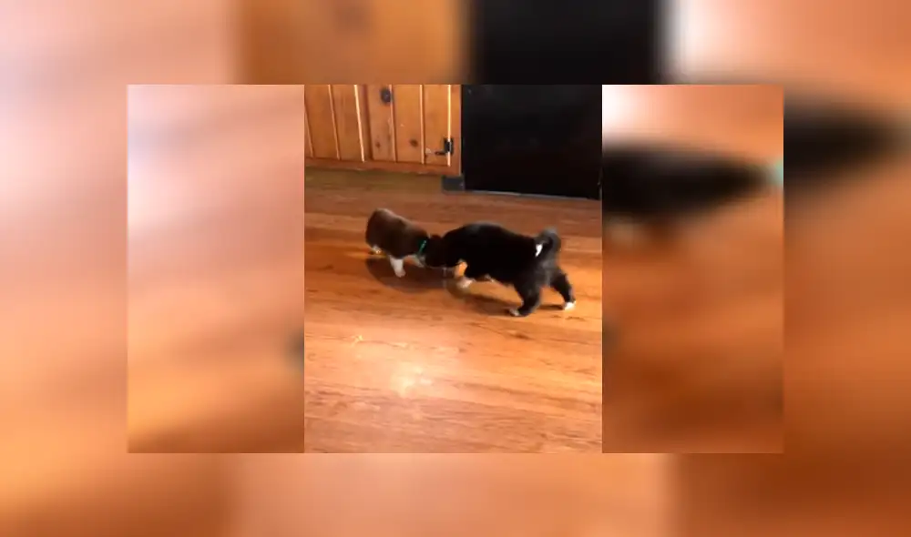 En YouTube, un cachorro no soportó que su dueña atienda a sus hermanos primero y tuvo una inusual reacción.