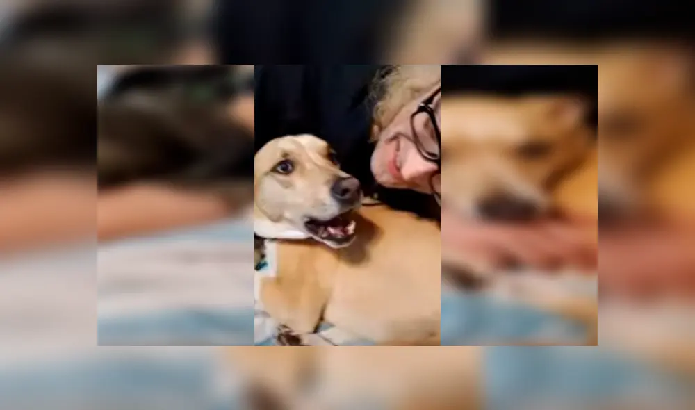 Desliza las imágenes para apreciar el furioso comportamiento de un perro al no tolerar que su dueño acaricie a otro animal.