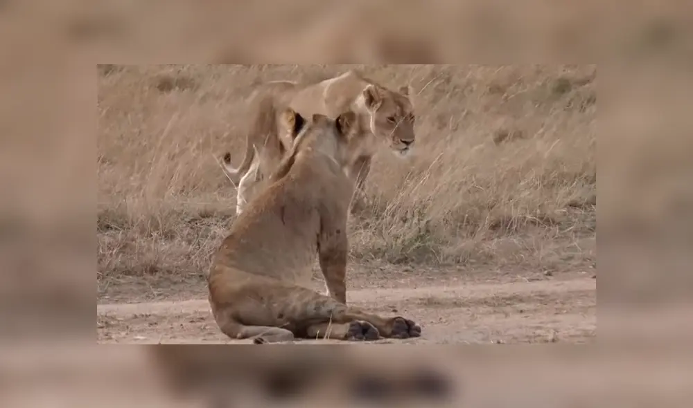 YouTube viral: León ‘macho alfa’ destruye columna de aprendiz que intentó quitarse su presa [VIDEO] 