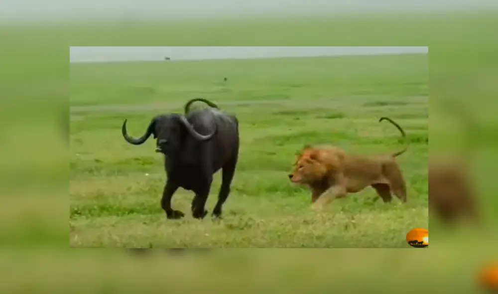 Desliza hacia la izquierda para ver el brutal enfrentamiento de los animales. Escena viral de Facebook.