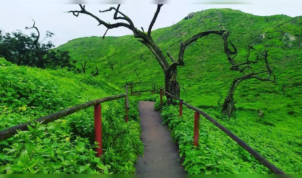 Lomas de Lachay: conoce el increíble “Oasis de Neblinas” a dos horas de Lima