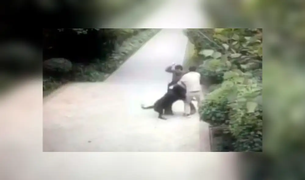 Cámara registra el brutal ataque que sufrió un hombre de un perro Rottweiller en plena vía pública [VIDEO]