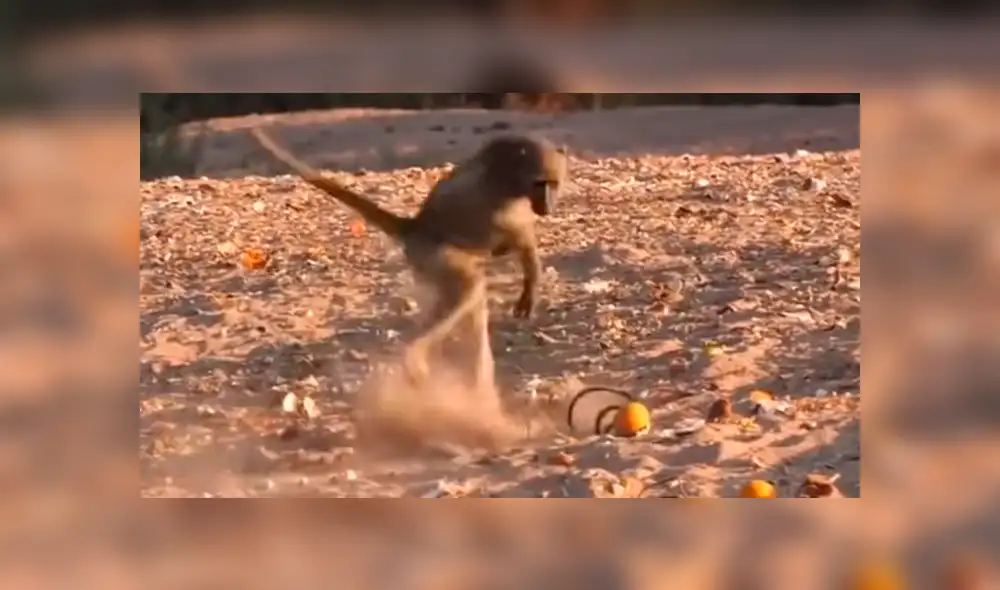 YouTube viral: monos caen en la ingeniosa trampa de un hombre y corren espantados [VIDEO]