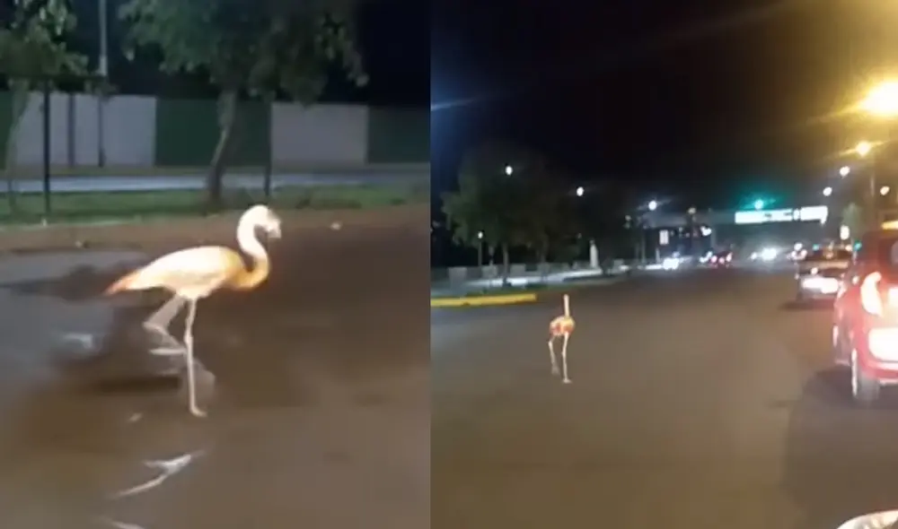 Parihuana vista en avenida La Marina apareció muerta en el Cercado.  Foto: Captura de Facebook.